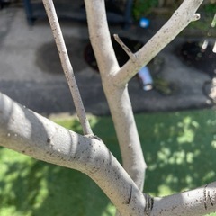 大型オリーブの木の画像