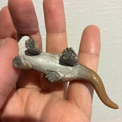 カワウソ？の画像