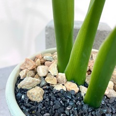 モンステラ・デリシオーサ コンパクト美株/デザイン陶器鉢付き 観葉植物の画像