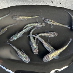 メダカ　ラメ王　めだか　12匹❗️の画像