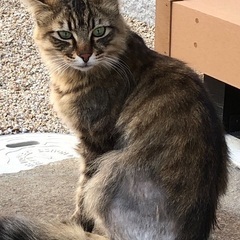 飼い主さん探しています