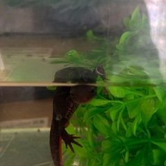 アカハライモリ　メス　かわいがってくださる方の画像