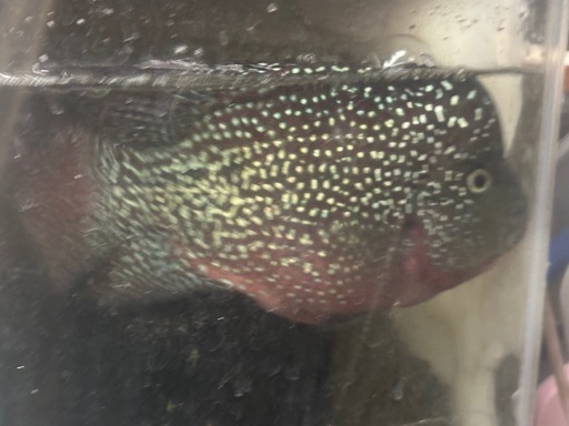 福岡　佐賀　長崎　熱帯魚　フラワーホーン　メス　　約22センチ