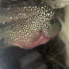 福岡　佐賀　長崎　熱帯魚　フラワーホーン　メス　　約22センチの画像