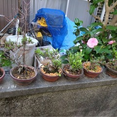 盆栽　　1つ1000円☺️の画像