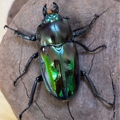 ニジイロクワガタ（グリーン系）♂♀成虫ペアの画像