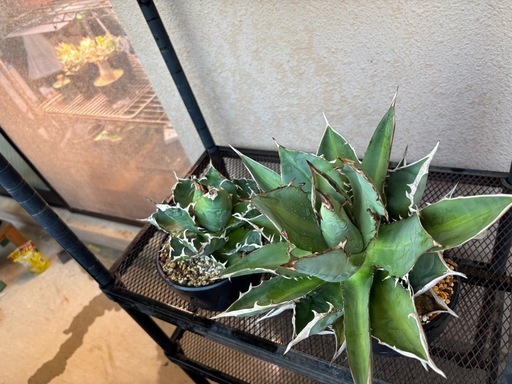 植物　アガベ　塊根　　
