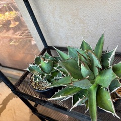 植物　アガベ　塊根　　の画像