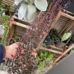 お取り置き品　多肉植物　ネックレス系　鉢の中全部　ぬき苗にてお渡しです　の画像