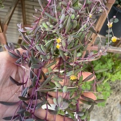 お取り置き品　多肉植物　ネックレス系　鉢の中全部　ぬき苗にてお渡しです　の画像
