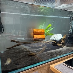 ADA キューブガーデン　90水槽の画像