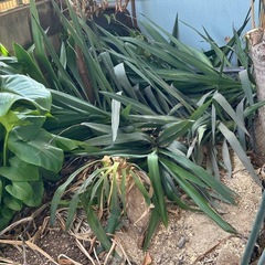 ユッカ？挿し木の画像