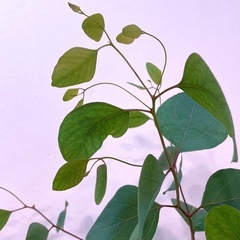 ユーカリ・ポプルネア デザイン植木鉢付き 観葉植物の画像