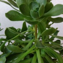 【予約者あり】アエオニウム　バルサミフェルムの画像