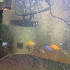 ゴールデンバルーンラミレイジ　　2匹の画像