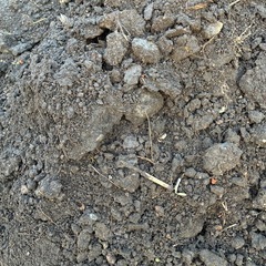 黒土　　欲しい方の画像