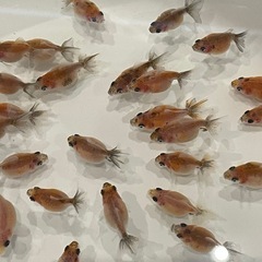 (決定)金魚 更紗ピンポンパール稚魚 ①の画像