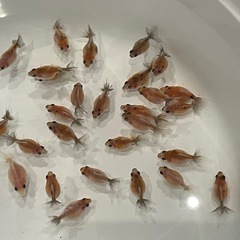 (決定)金魚 更紗ピンポンパール稚魚 ①の画像