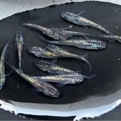 メダカ　ラメ王2️⃣ めだか　12匹❗️の画像