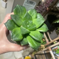 鉢決定しました鉢ごと　ハオルチア　シンビフォルミス　　多肉植物　　の画像