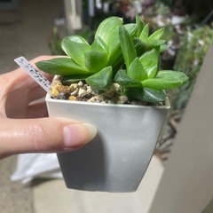 鉢決定しました鉢ごと　ハオルチア　シンビフォルミス　　多肉植物　　の画像