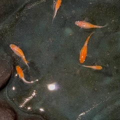 「お渡し先決定」強ラメ小江戸紅白 6匹まとめての画像