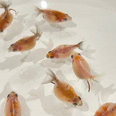 (決定)金魚 更紗ピンポンパール稚魚 ①の画像