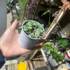 決定しました、多肉植物　子持ち蓮華　　鉢ごとお渡しの画像