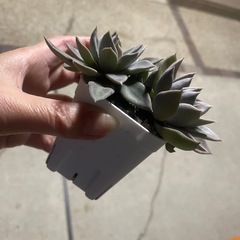 決定しました多肉植物　シルバークイーン　ぬき苗にてお渡し　の画像