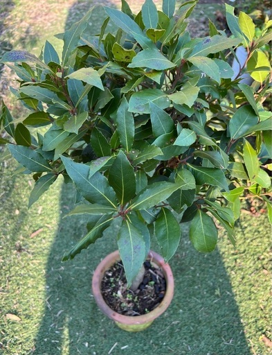 ①月桂樹