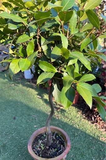 ①月桂樹
