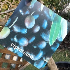 オリーブの画像