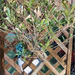 オリーブの画像