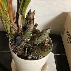 シンビジュウム、今咲いてますの画像