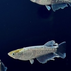 4/4.5（土日）養魚場販売会開催！の画像