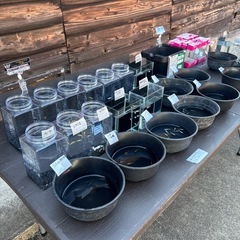 4/4.5（土日）養魚場販売会開催！の画像