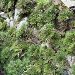 岩芝、岩松の画像