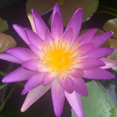 睡蓮 マルベリーミスティーク 苗の画像