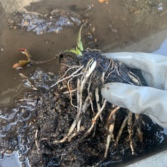 睡蓮 マルベリーミスティーク 苗の画像