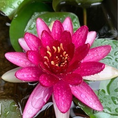 睡蓮 ペリーズベイビーレッドの画像