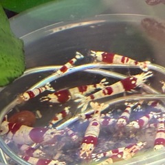 レッドビーシュリンプ7匹の画像