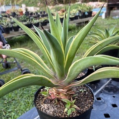 アガベ　ベネズエラの画像