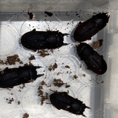 ヤマトサビクワガタ3令幼虫5頭セットの画像