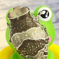 ミルキーフロッグ　上陸半年の画像