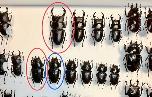 [自己採集血統]北海道産オオクワガタ　今季最大75.6ミリ　即ブリ♂♀♀トリオ
