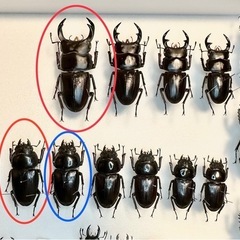 [自己採集血統]北海道産オオクワガタ　今季最大75.6ミリ　即ブリ♂♀♀トリオの画像