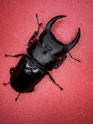 [自己採集血統]北海道産オオクワガタ　今季最大75.6ミリ　即ブリ♂♀♀トリオ