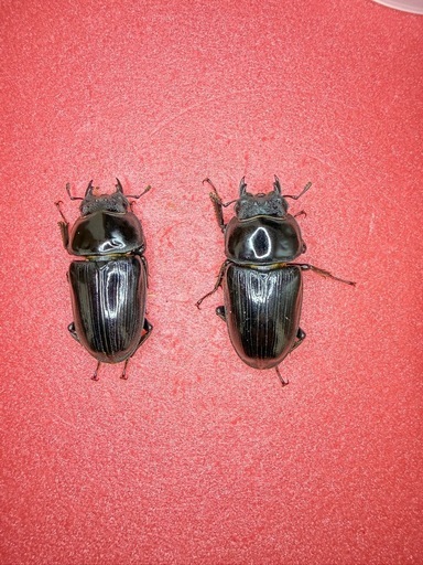 [自己採集血統]北海道産オオクワガタ　今季最大75.6ミリ　即ブリ♂♀♀トリオ
