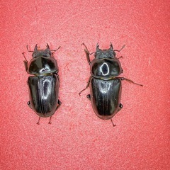 [自己採集血統]北海道産オオクワガタ　今季最大75.6ミリ　即ブリ♂♀♀トリオの画像