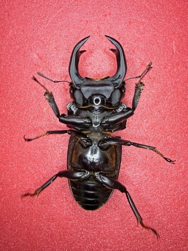 [自己採集血統]北海道産オオクワガタ　今季最大75.6ミリ　即ブリ♂♀♀トリオ